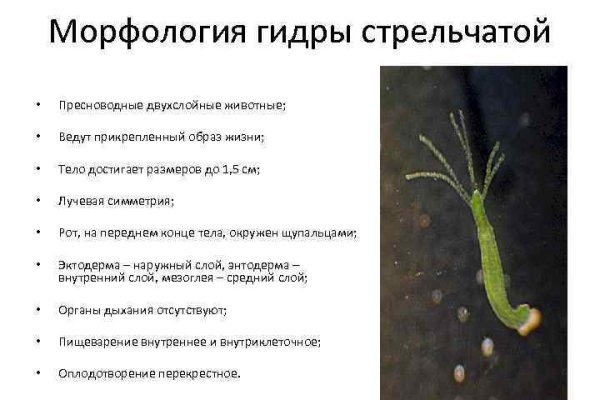 Кракен гидра даркнет