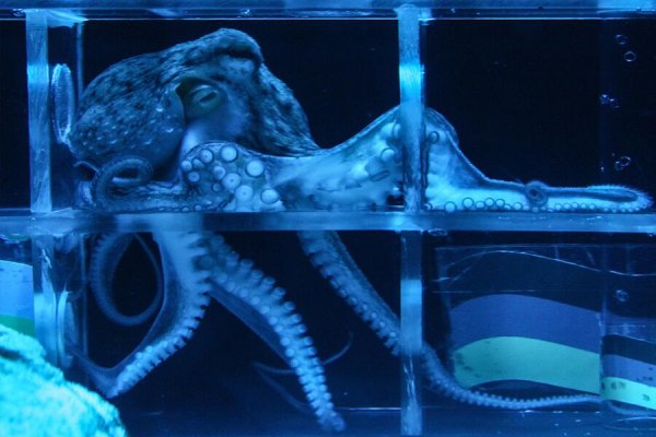 Kraken cc ссылка